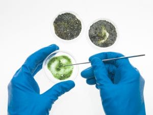 aerial view of two hands in blue rubber gloves, one holding a green mold specimen in a petri dish and the other retrieving a sample of it with a tool and two other samples in petri dishes in the background