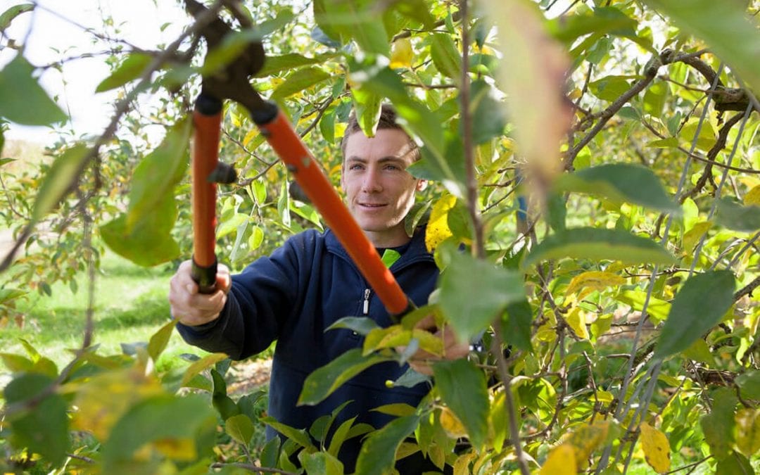 tree maintenance involving pruning at the right time of year