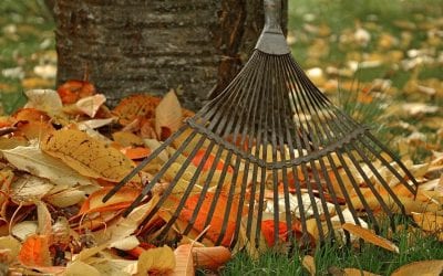 Tips to Maintain Your Landscaping in Fall